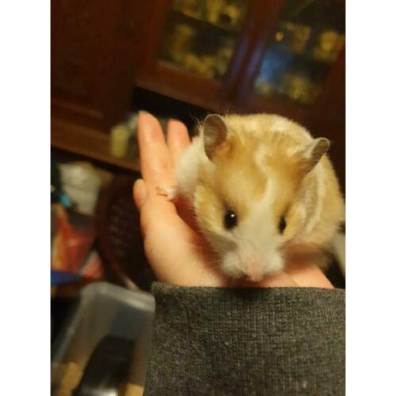 hamster vrouw