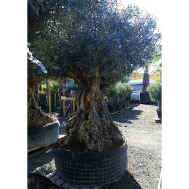 Olea Europea - Olijfboom - Alle Soorten 230-250cm art16199