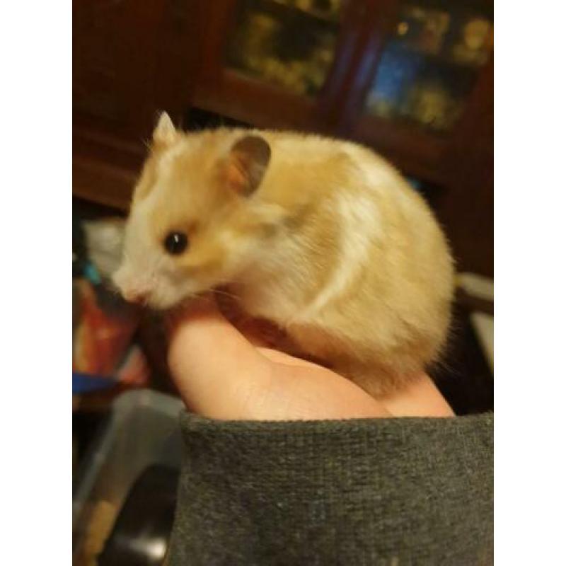 hamster vrouw