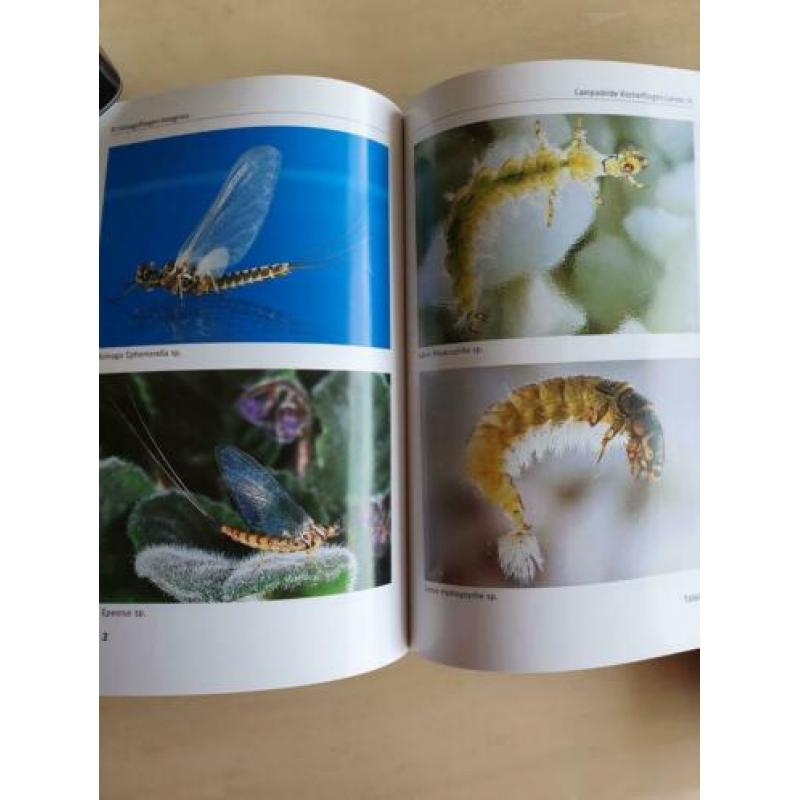Insektenkunde voor vliegvissers