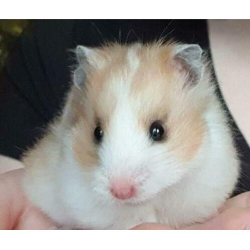 hamster vrouw