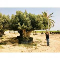 Olea Europea - Olijfboom - Alle Soorten 300-450cm art38904
