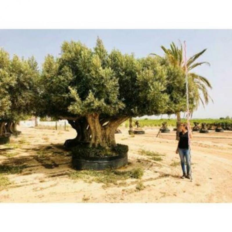 Olea Europea - Olijfboom - Alle Soorten 300-450cm art38904