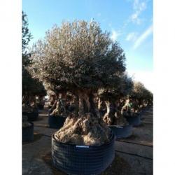 Olea Europea - Olijfboom - Alle Soorten 300-450cm art38904