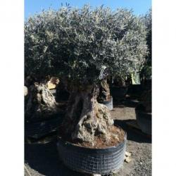 Olea Europea - Olijfboom - Alle Soorten 230-250cm art16199