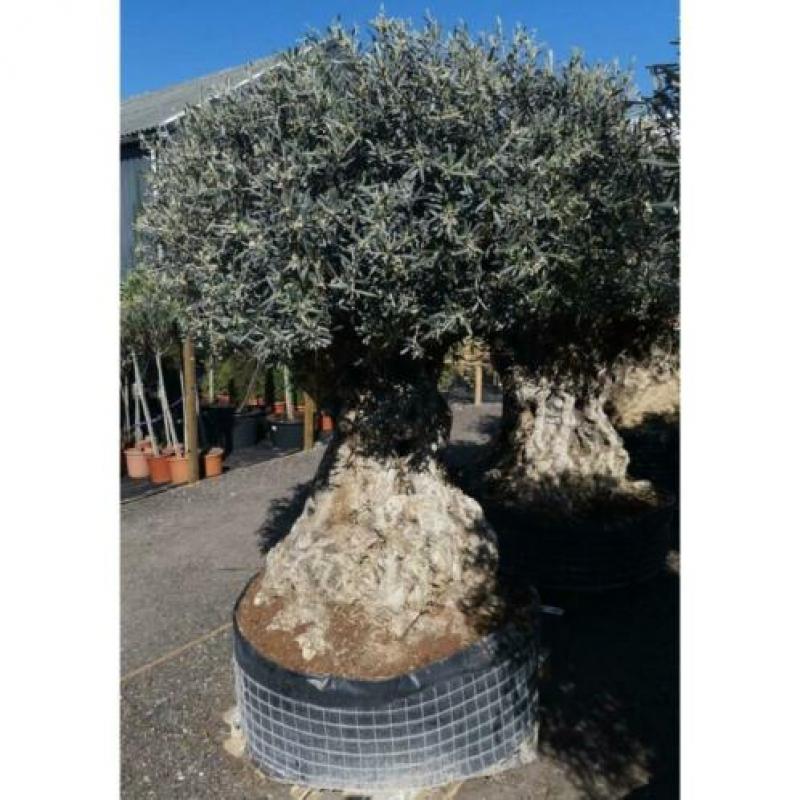 Olea Europea - Olijfboom - Alle Soorten 230-250cm art16199