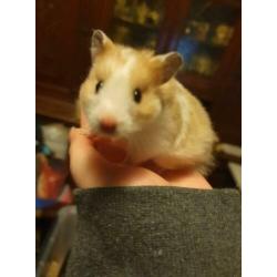 hamster vrouw