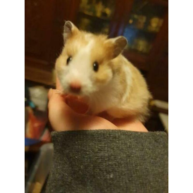 hamster vrouw