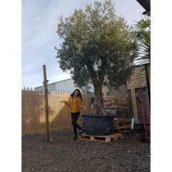 Olea Europea - Olijfboom - Alle Soorten 300-450cm art38904