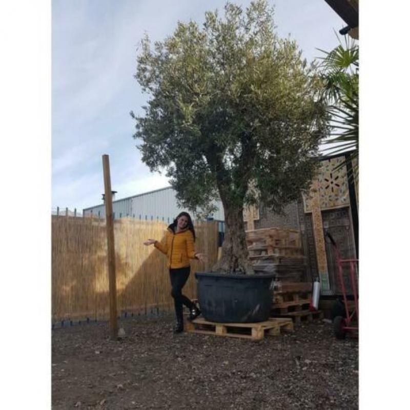 Olea Europea - Olijfboom - Alle Soorten 300-450cm art38904