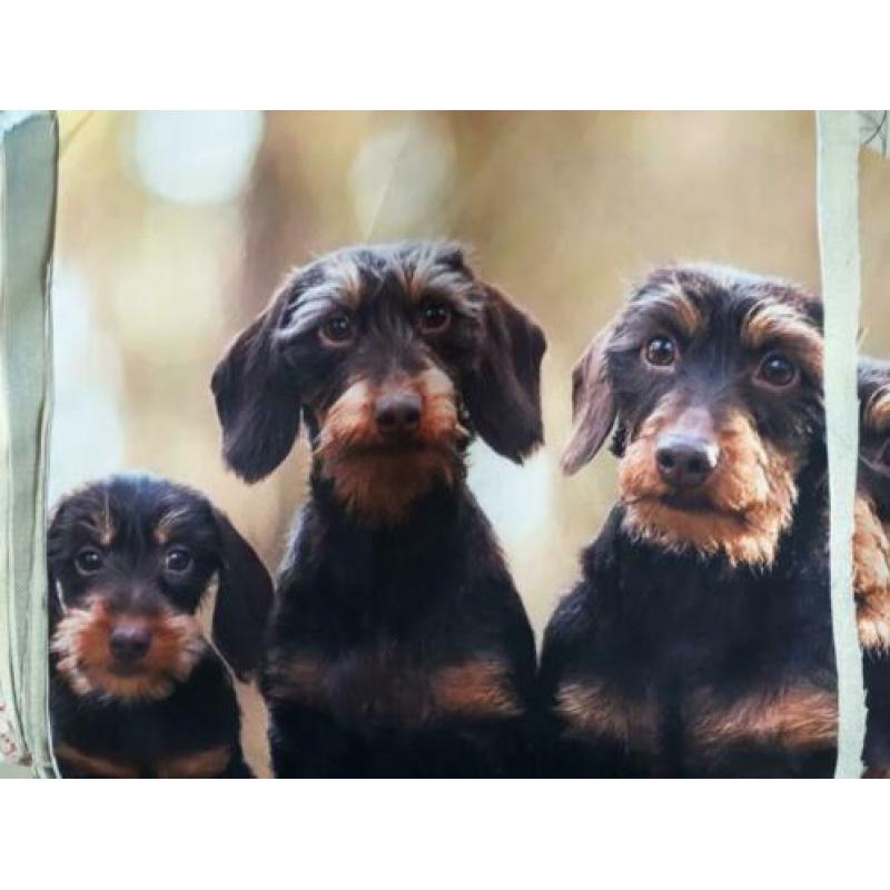 NIEUW: Teckel,Dachshund,Black & Tan etui/shopper