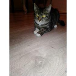 Jong poesje 7 maanden