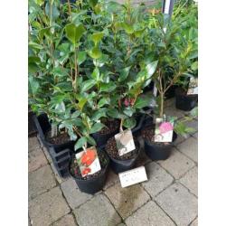 Vaste planten leegverkoop bodemprijzen topkwaliteit op is o