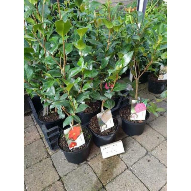Vaste planten leegverkoop bodemprijzen topkwaliteit op is o
