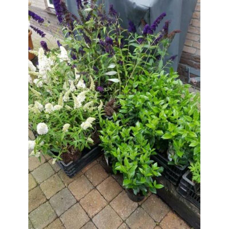 Vaste planten leegverkoop bodemprijzen topkwaliteit op is o