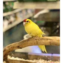 2 Kakariki's Geel en Groen, Kakariki
