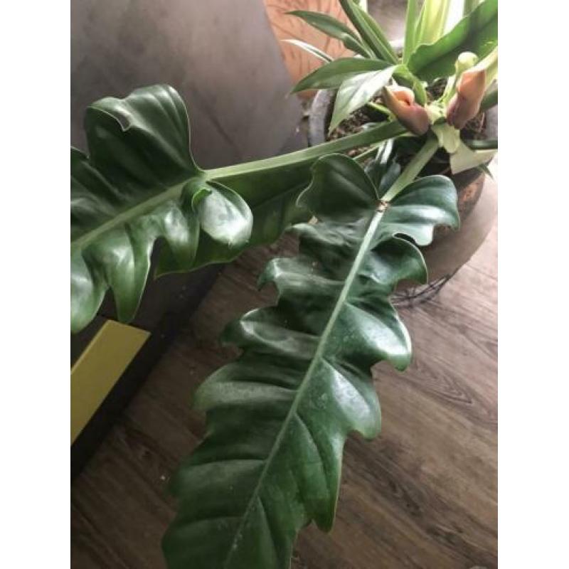 philodendron NARROW supergroot in bloei