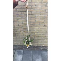 Plantenhanger macramé