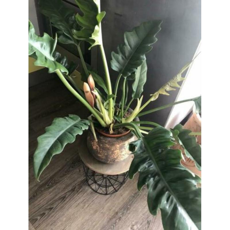 philodendron NARROW supergroot in bloei