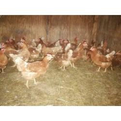 Bruine Barneveldse Legkippen en Witte Leghorn kippen.