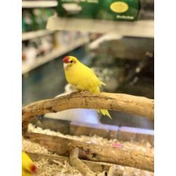 2 Kakariki's Geel en Groen, Kakariki