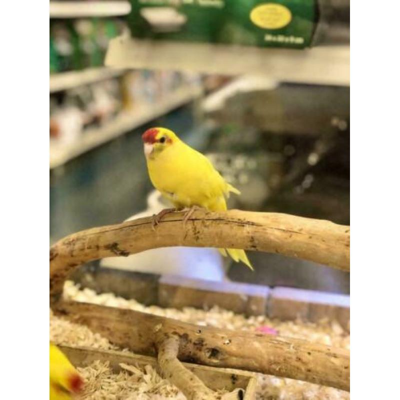 2 Kakariki's Geel en Groen, Kakariki
