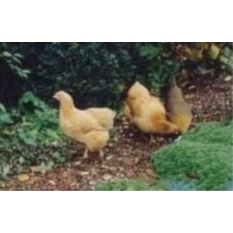 Krielkippen: Veel keuze uit rassen en Kleurslagen...........