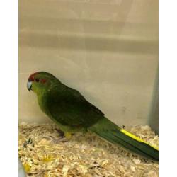 2 Kakariki's Geel en Groen, Kakariki