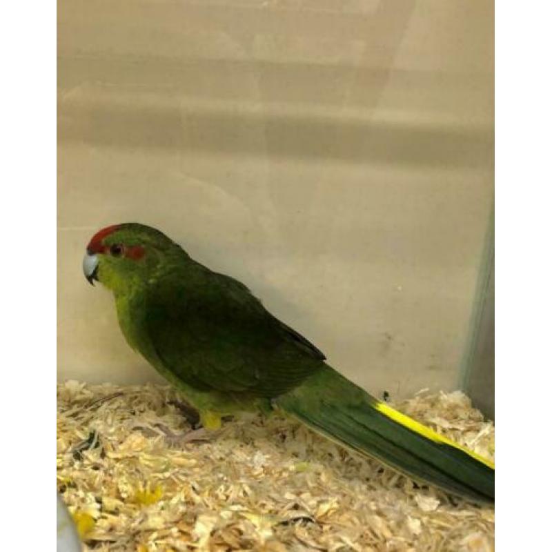 2 Kakariki's Geel en Groen, Kakariki