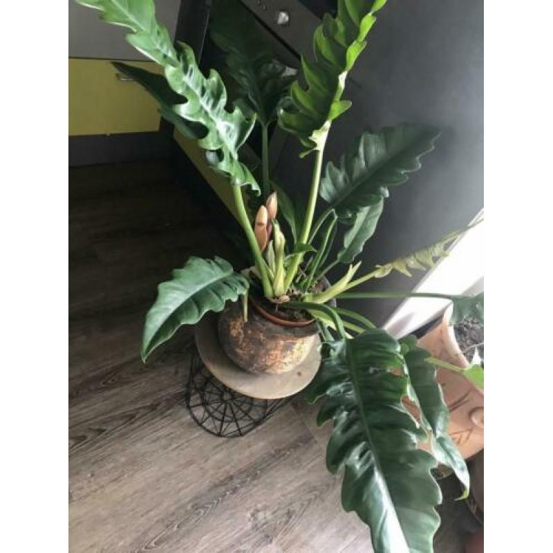 philodendron NARROW supergroot in bloei