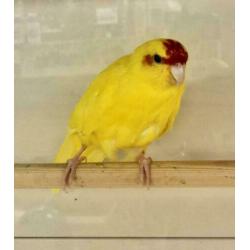 2 Kakariki's Geel en Groen, Kakariki