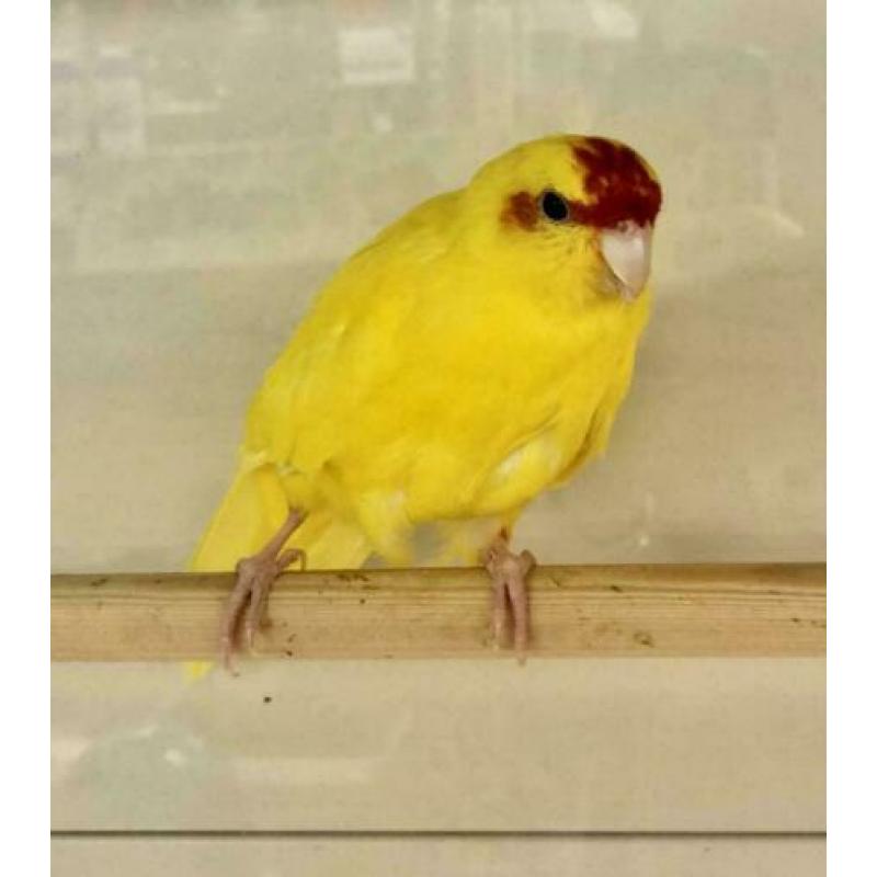 2 Kakariki's Geel en Groen, Kakariki