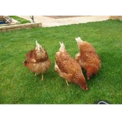 Bruine Barneveldse Legkippen en Witte Leghorn kippen.