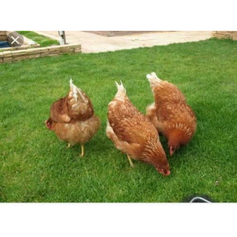 Bruine Barneveldse Legkippen en Witte Leghorn kippen.