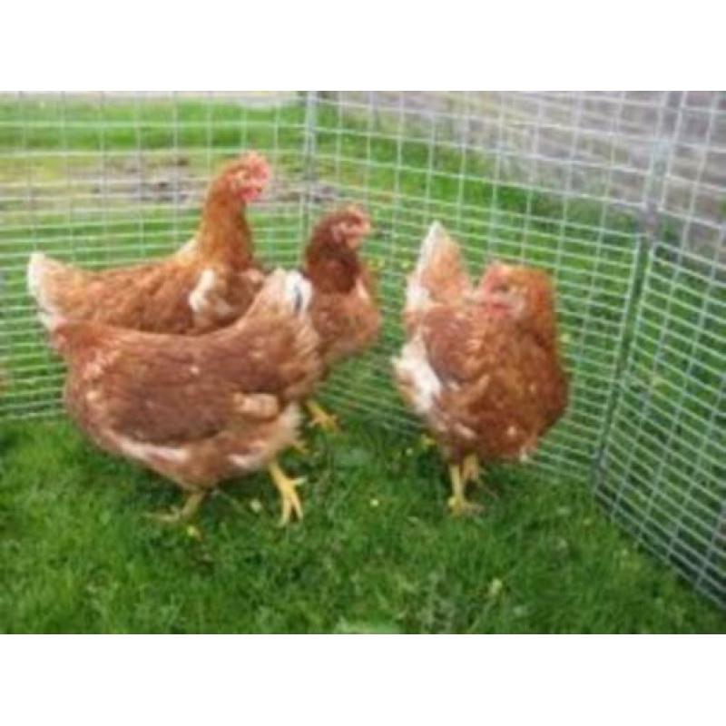 Bruine Barneveldse Legkippen en Witte Leghorn kippen.