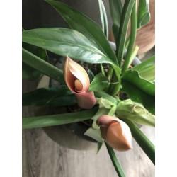 philodendron NARROW supergroot in bloei