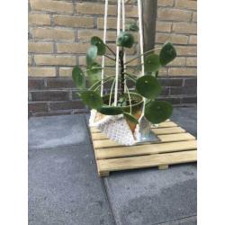 Plantenhanger macramé