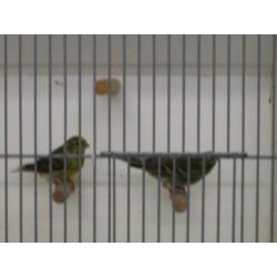 europese kanarie pop cor ger v 18 zit buiten