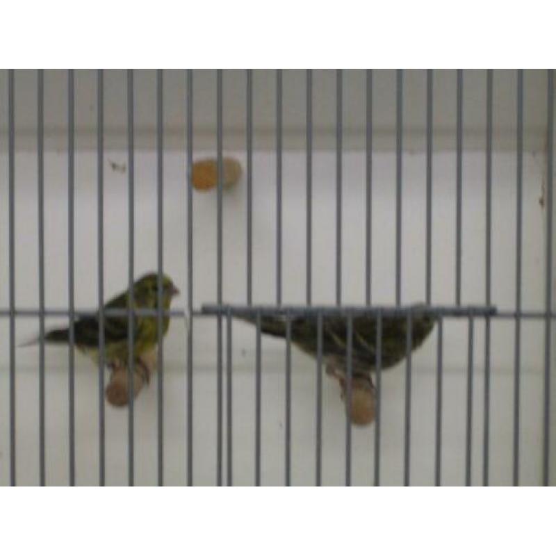 europese kanarie pop cor ger v 18 zit buiten