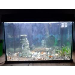 Aquarium met inhoud b57 x h40 x d30