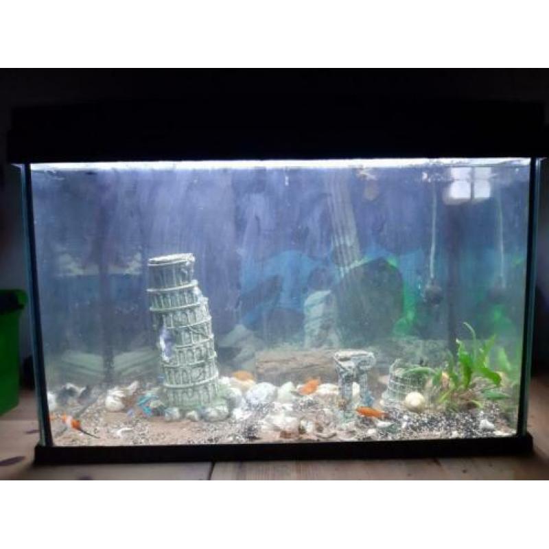 Aquarium met inhoud b57 x h40 x d30
