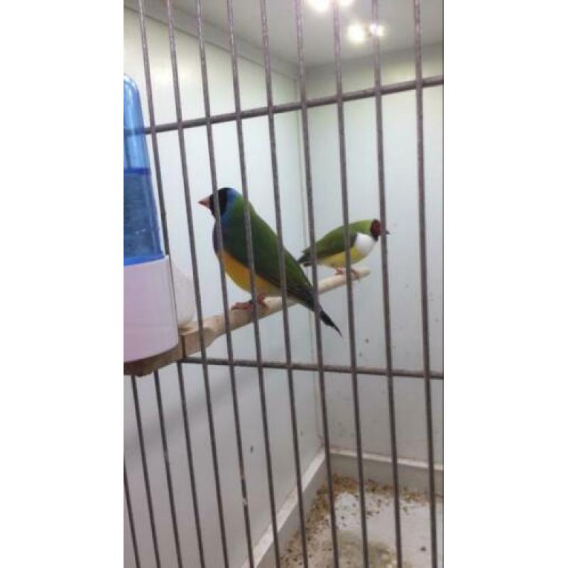 Gouldamadine