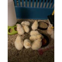 Poule de Bresse eendagskuikens