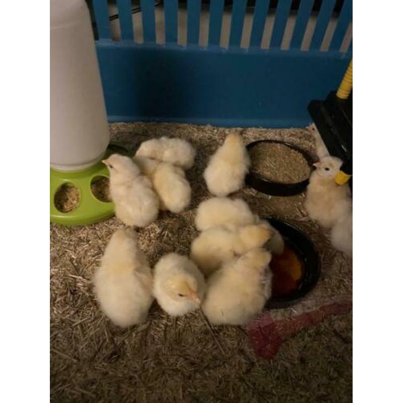 Poule de Bresse eendagskuikens