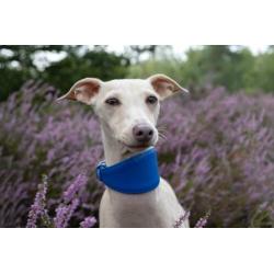 3x halsband voor italiaanse windhond Italiaantje kleine hond