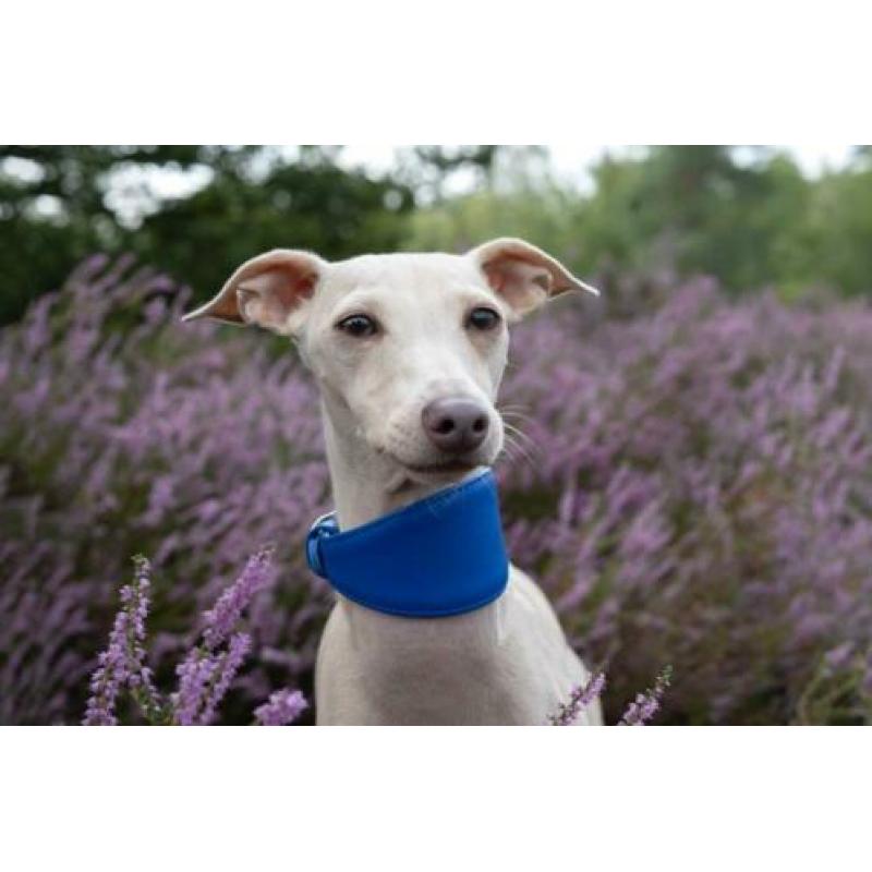 3x halsband voor italiaanse windhond Italiaantje kleine hond