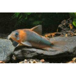 Grooste keus Tropische vis, Corydoras, Discus, Cichlide, enz