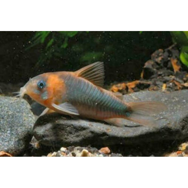 Grooste keus Tropische vis, Corydoras, Discus, Cichlide, enz