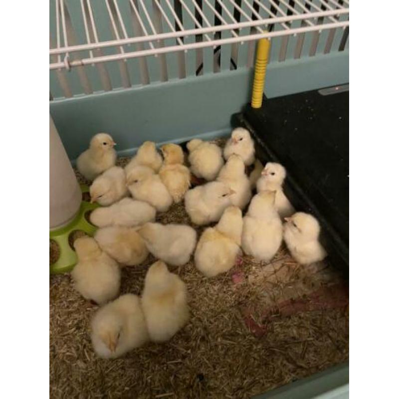 Poule de Bresse eendagskuikens