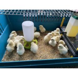Poule de Bresse eendagskuikens